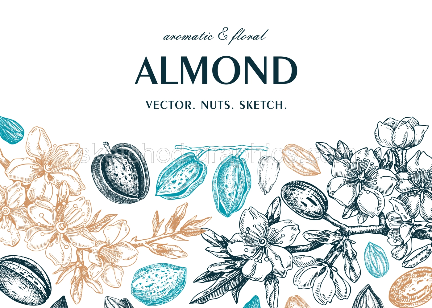 Almond banner design. Spring background. Blooming  branches, nuts, flower sketches in color. Healthy food hand-drawn illustration of almond nuts. NOT AI generated Illustration